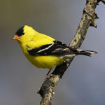 gold finch