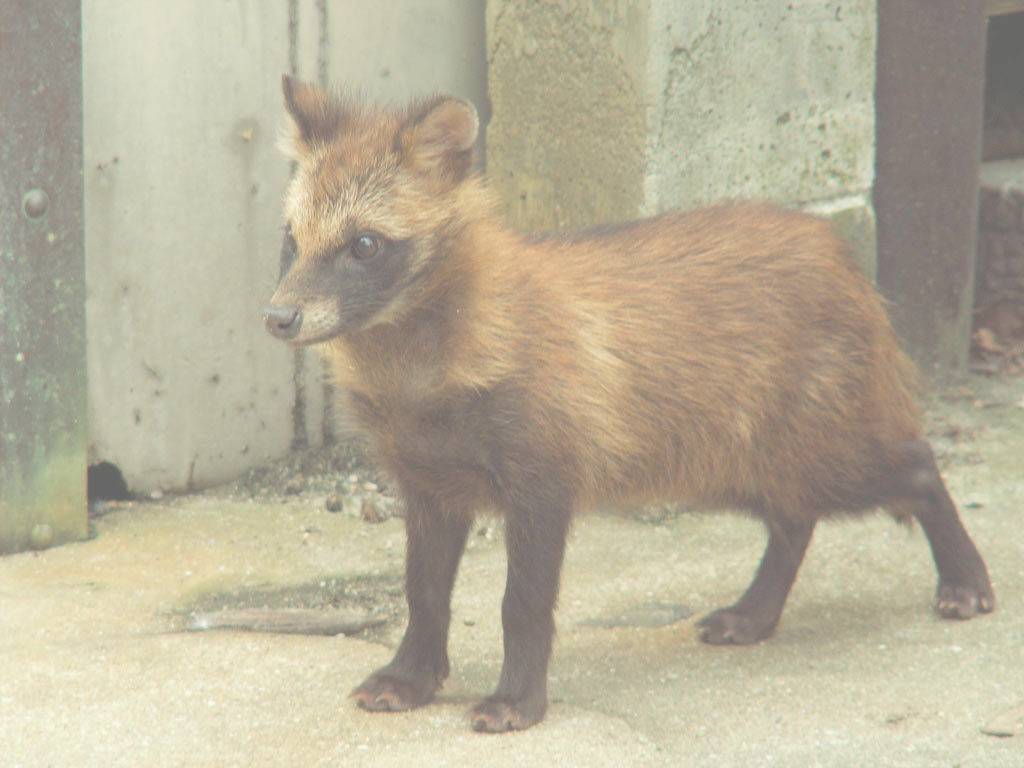 tanuki